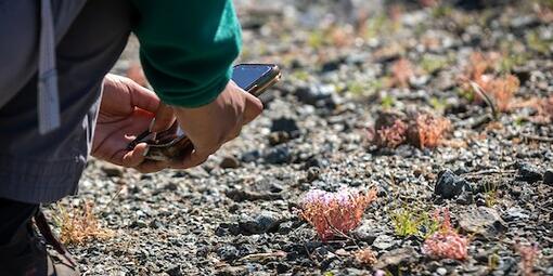 A volunteer with dark pants kneels at the left of the screen to take a picture with a phone of light pink flowers against a rocky background.