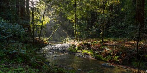 Image of Redwood Creek in Muir Woods