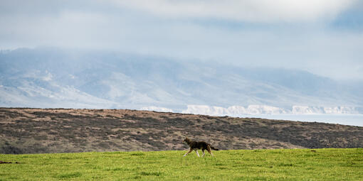 Coyote patrolling its territory at Point Reyes