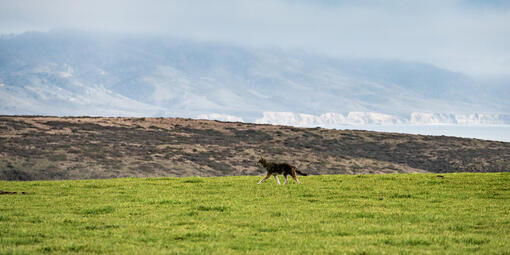 Coyote patrolling its territory at Point Reyes