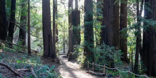 Trail in Roy's Redwoods Preserve