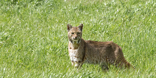 Bobcat