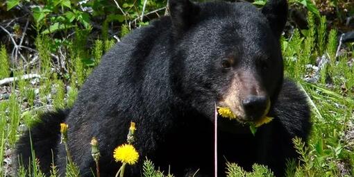 Black bear eating dandelions