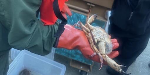 Crabbing on Alcatraz Island.