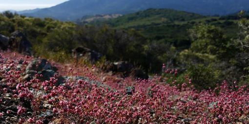 Eriogonum luteolum, Mt. Tam 