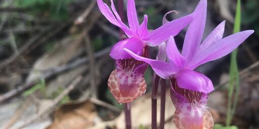 Fuschia fairy slipper orchid surrounded by green forest