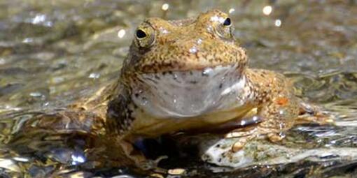 Foothill yellow-legged frog. Credit: Ian Austin