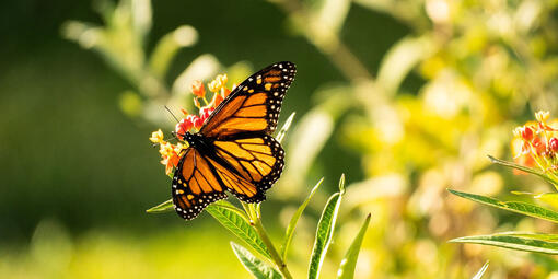 Monarch butterfly