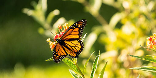 Monarch butterfly