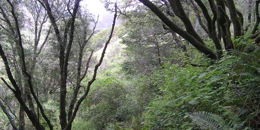 Forested surroundings of Redwood Creek Trail