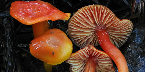 Waxcaps by David Greenberger via iNaturalist