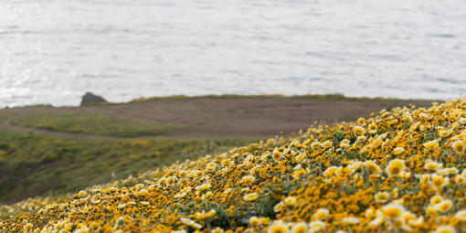 Yellow wildflowers on hill at Mori Point