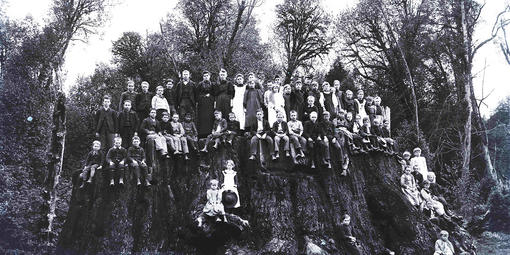 Black and white photo of people posing on Fieldbrook Stump, one of the largest trees in the world.