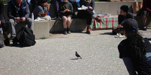 Park volunteers watch a small black bird walk along a pathway 