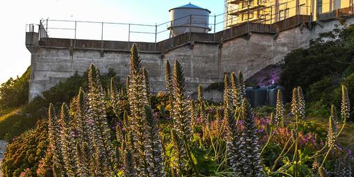 The Alcatraz Historic Gardens with the Rock's famed water tower in the background.