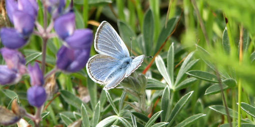 Mission blue butterfly (Icaricia icariodes missionensis)