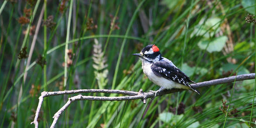 Downy Woodpecker