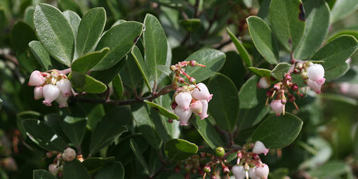 Franciscan Manzanita