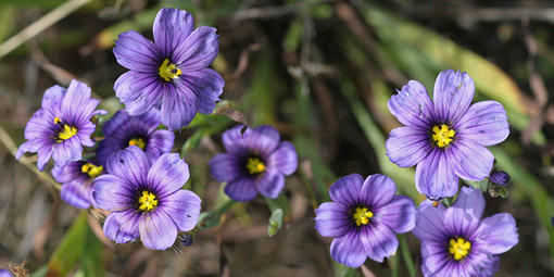 Blue-eyed grass (Sisyrinchium bellum)