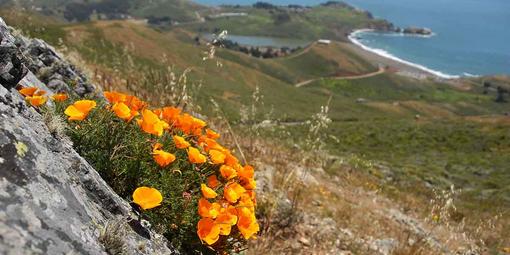California poppies seen in the Marin Headlands.