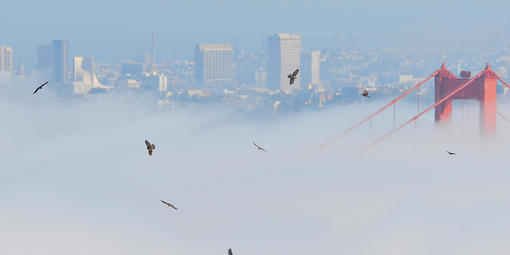hawks flying over the Golden Gate Bridge in the fog