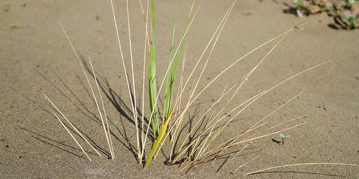 European beachgrass