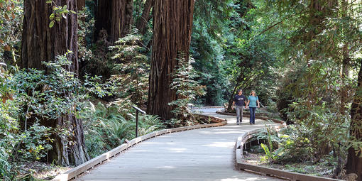 Muir Woods walkway