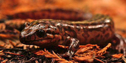 A California giant salamander spotted on Mount Tamalpais