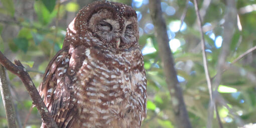 An owl sits with eyes closed in the canopy of a tree.