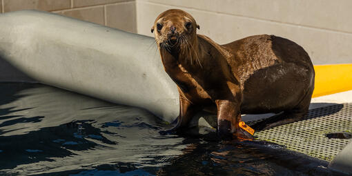 A sea lion at the Marine Mammal Center in the Marin Headlands.