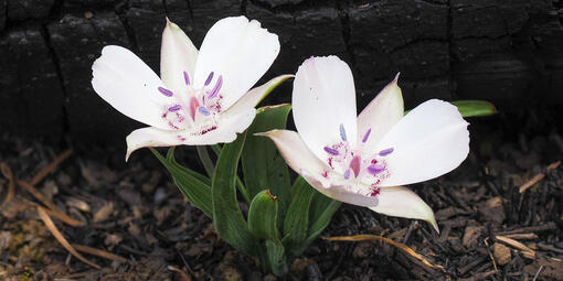 White and purple Oakland star-tulips