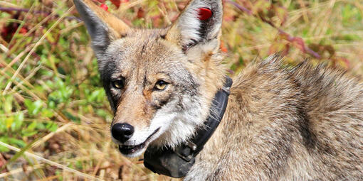 Portrait of coyote wearing a radio tracking color.