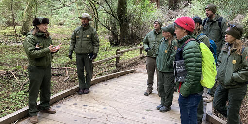 NPS rangers in green uniforms are seen in conversation on a boardwalk at Muir Woods.