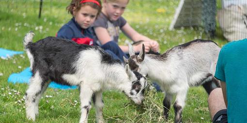 Goats munch on vegetation at Black Point during a cleanup effort and goat yoga party at the Fort Mason site.