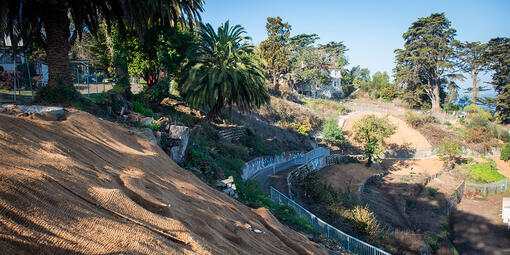 An image of a walking path in the midst of a tiered garden.