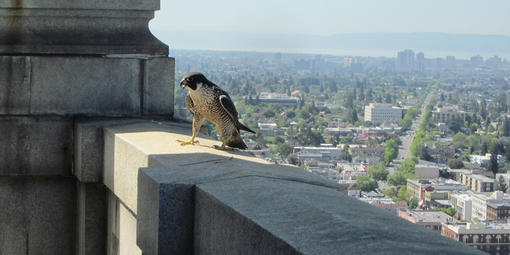 A Peregrine Falcon defends its nest at the UC Berkeley Campanile tower.