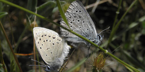 Two mission blue butterflies face opposite each other.