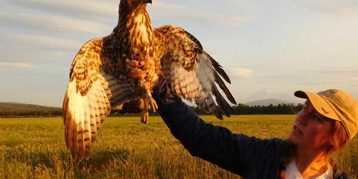 Golden Gate Raptor Observatory intern Kirsti Carr.