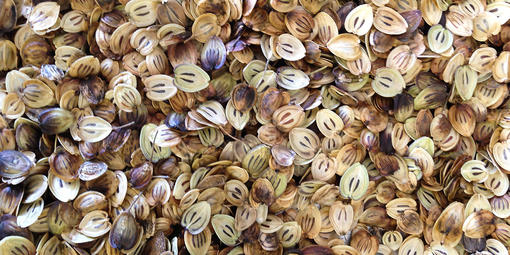 seeds