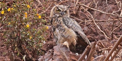 A great horned owl. 