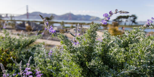 A silver lupine brush at the Presidio Tunnel Tops, Golden Gate Bridge and Marin Headlands in the background.