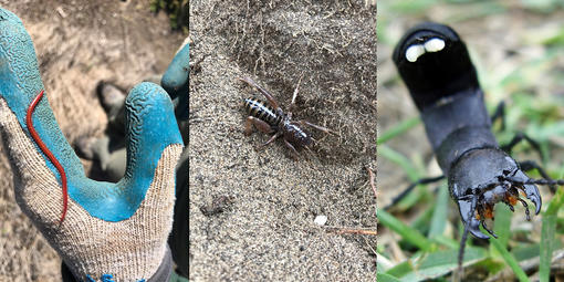 Insects spotted in the Golden Gate National Parks, from left, strigamia, Jerusalem cricket, devil's coach horse.