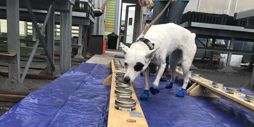 A working dog sniffs a tray of specimen in a makeshift lab environment.
