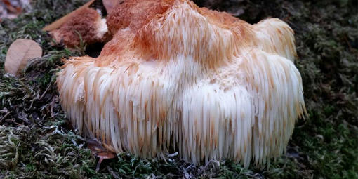 Lion’s Mane (Hericium erinaceus) spotted on Mt. Tamalpais.