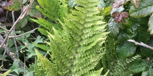Polypodium californicum, or California polypody.