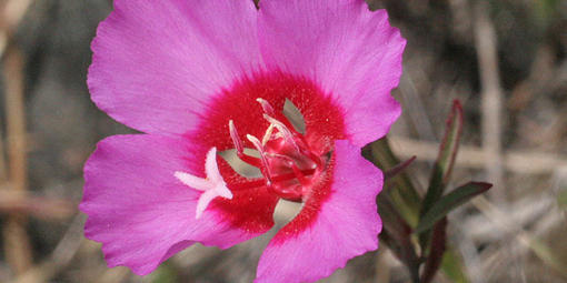 Clarkia rubicunda, also known as Farewell to Spring.