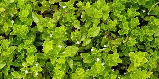 Yerba buena (Clinopodium douglasii) plants.