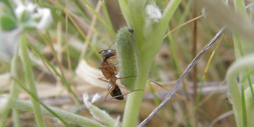 Close up between grass blades, showing an ant hovering over a caterpillar.