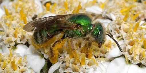 A native metallic green sweat bee gathers pollen from yarrow flowers