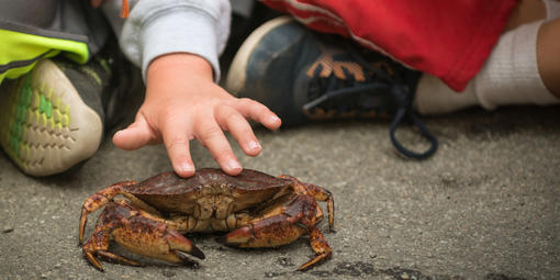 Dungeness crab 